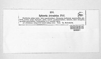 Dothidea artemisiae image
